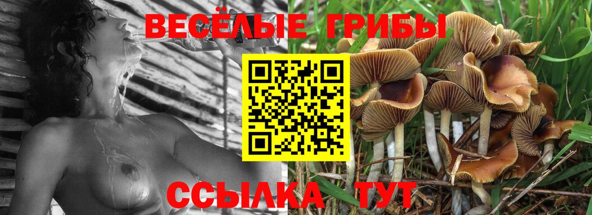 Псилоцибиновые грибы Psilocybe Шадринск